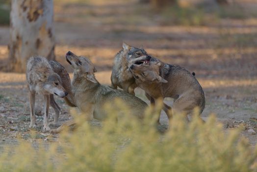 Grey wolf in the wilderness