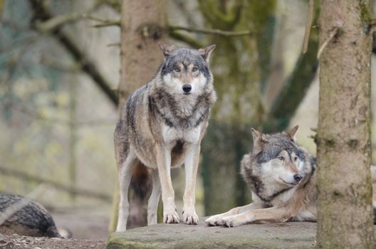 Grey wolf in the wilderness