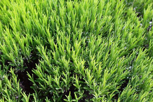 The picture shows aromatic rosemary in the garden