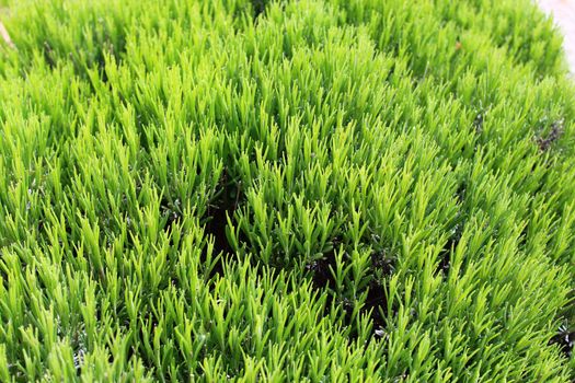 The picture shows aromatic rosemary in the garden