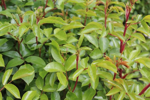 The picture shows roses with buds in the garden