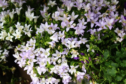 The picture shows beautiful bellflowers in the garden