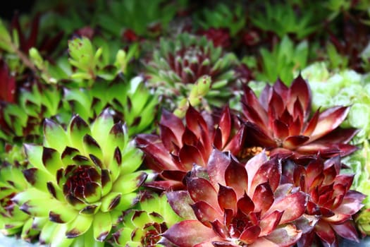 The picture shows colorful houseleek in the garden