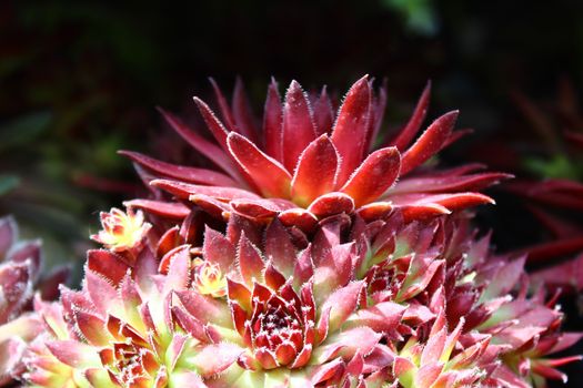 The picture shows colorful houseleek in the garden