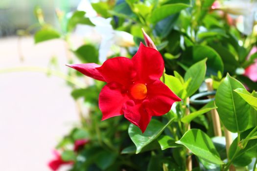 The picture shows a red dipladenia in the garden