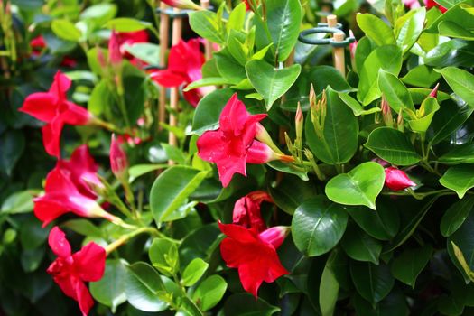 The picture shows a red dipladenia in the garden