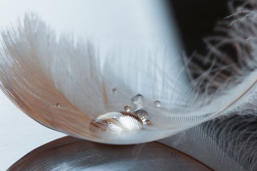 An extreme close-up / macro photograph of a detail of a soft white feather, black background.