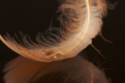 An extreme close-up / macro photograph of a detail of a soft white feather, black background with yellow tint