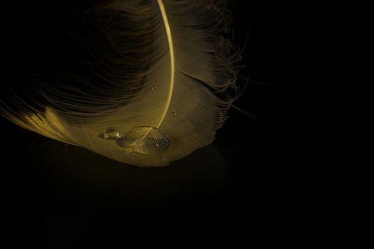 An extreme close-up / macro photograph of a detail of a soft white feather, black background with water drops on feather