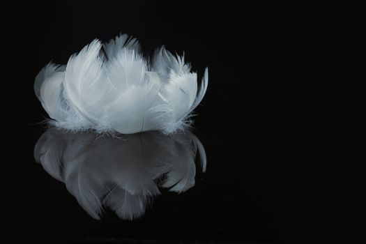 An extreme close-up / macro photograph of a detail of a soft white feather, black background. in a white rose formation. Side view