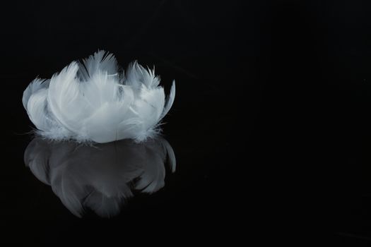 An extreme close-up / macro photograph of a detail of a soft white feather, black background.