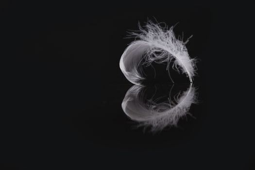 An extreme close-up / macro photograph of a detail of a soft white feather, black background. with reflection