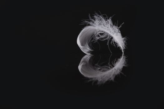 An extreme close-up / macro photograph of a detail of a soft white feather, black background.