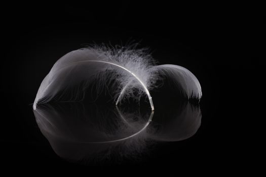 An extreme close-up / macro photograph of a detail of two soft white feather, black background with reflection