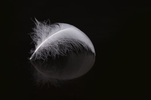 An extreme close-up / macro photograph of a detail of a soft white feather, black background.