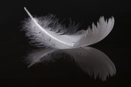 An extreme close-up / macro photograph of a detail of a soft white feather, black background.with reflection
