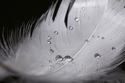 An extreme close-up / macro photograph of a detail of a soft white feather, black background.With several water drops