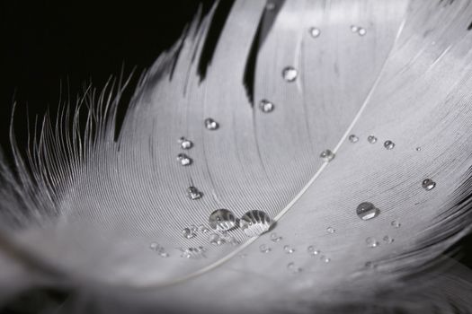 An extreme close-up / macro photograph of a detail of a soft white feather, black background.