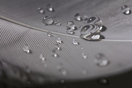 An extreme close-up / macro photograph of a detail of a soft white feather, black background.