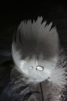 An extreme close-up / macro photograph of a detail of a soft white feather, black background. with a single water drop