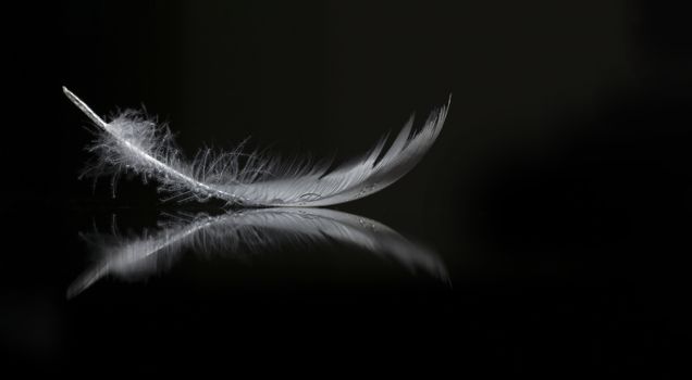 An extreme close-up / macro photograph of a detail of a soft white feather, black background and reflection of feather