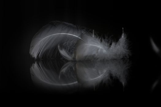 An extreme close-up / macro photograph of a detail of a soft white feather, black background and reflection of feather