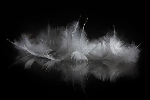 An extreme close-up / macro photograph of a detail of several soft white feather, black background.