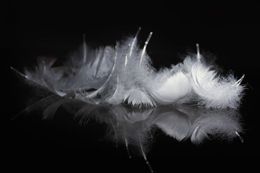 An extreme close-up / macro photograph of a detail of several soft white feather, black background.