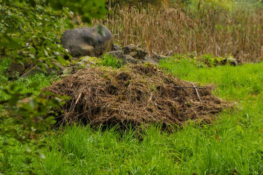 composting in filed to gain organic fertilizer. with swamp in background