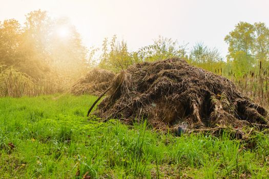 composting in filed to gain organic fertilizer. with tress and grass and sun rays