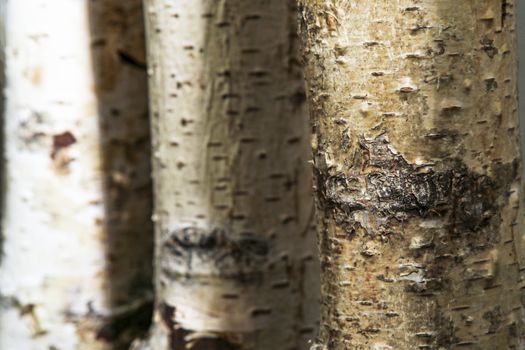 Close up of Birch tree trunks used as a natural background