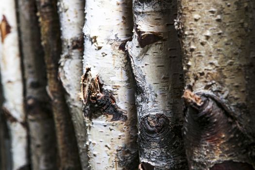 several birch tree trunks used as a natural background