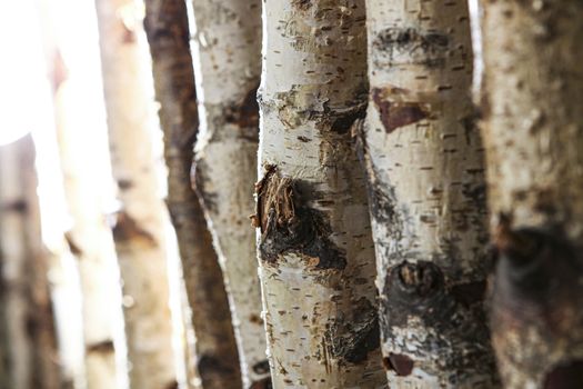 Birch tree trunks used as a natural background in an office