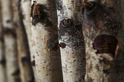 Birch tree trunks used as a natural background with copy space