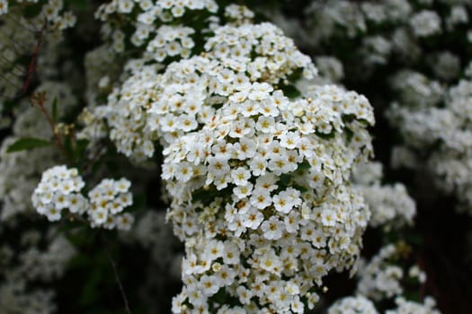 The picture shows white blossoms in the spring