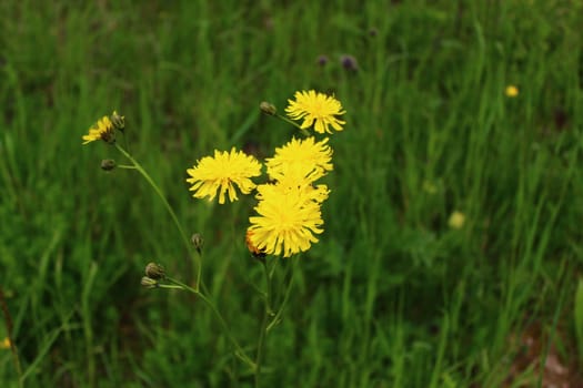 The picture shows a few-leaved hawkweed in the meadow