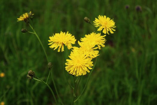 The picture shows few-leaved hawkweed in the meadow