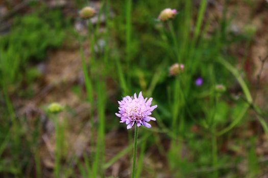 The picture shows gypsy rose in the nature