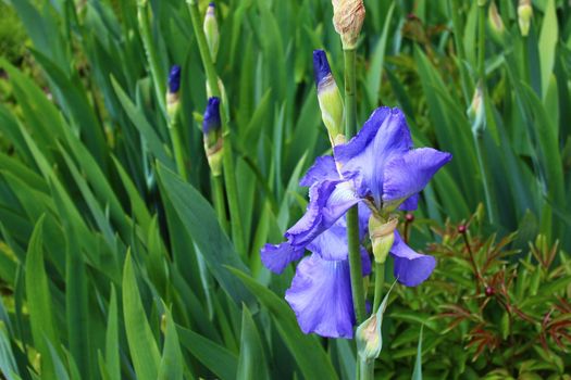 The picture shows an iris field in the spring