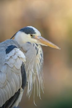 grey heron in the wilderness