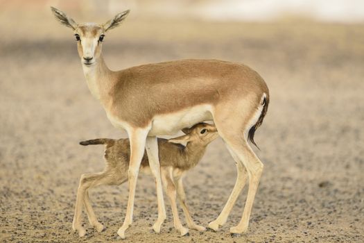 Gazelle in the wilderness of Africa