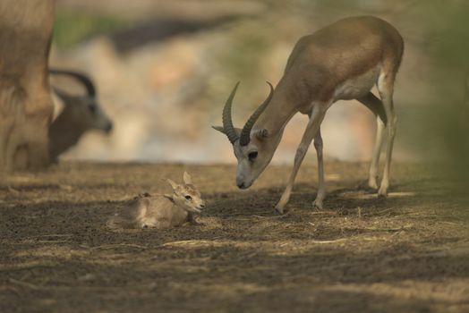 Gazelle in the wilderness of Africa