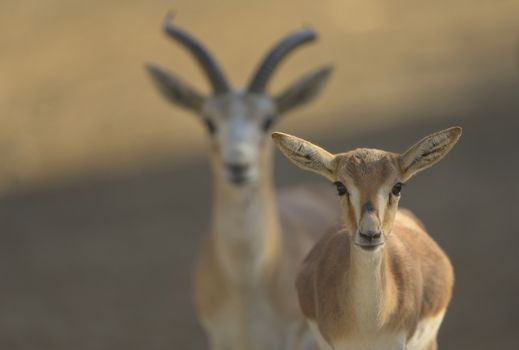 Gazelle in the wilderness of Africa