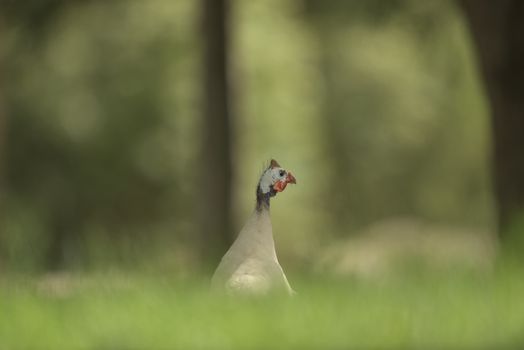 Guinea in the wilderness