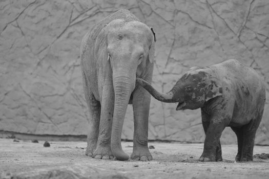 Indian elephant with elephant calf in the wilderness