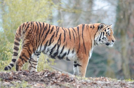 Siberian tiger in the wild