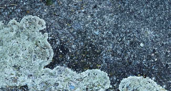 stone background with lichen spots in banner layout with copy space