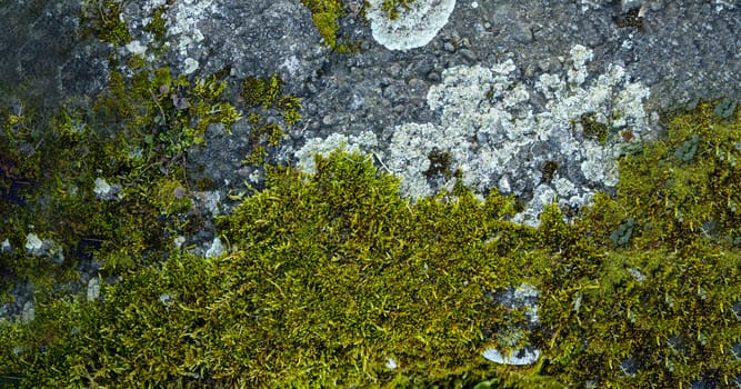 Photo depicting a bright bushy lichen on an old gray stone wall with copy space