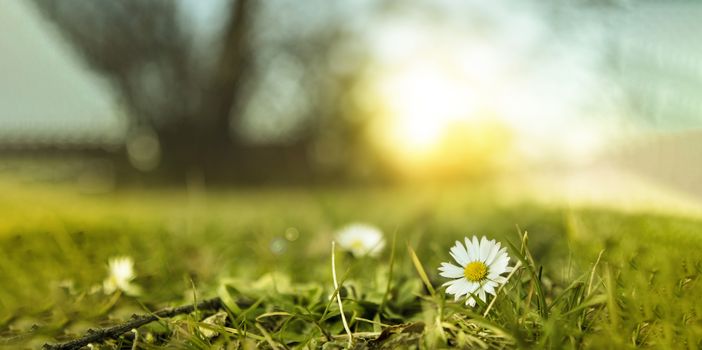 daisy flower in a filed with green grass, trees and sunset with copy space