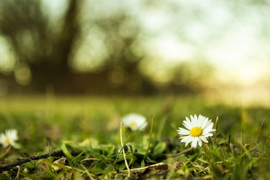 daisy flower in a filed with green grass, trees and sunset with copy space